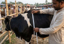 গরুর ওজন বের করার নিয়ম ২০২৬