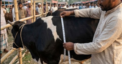 গরুর ওজন বের করার নিয়ম ২০২৬